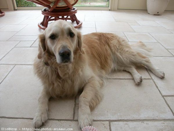 Photo de Golden retriever