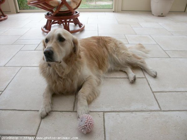 Photo de Golden retriever