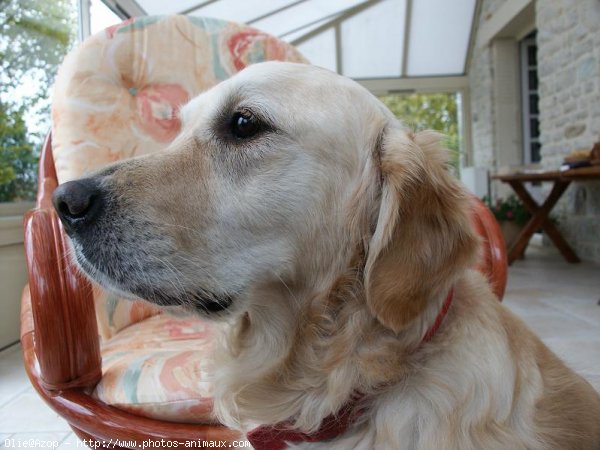 Photo de Golden retriever