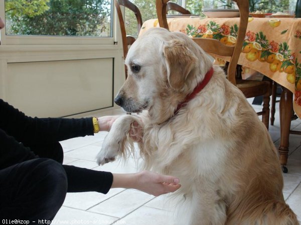 Photo de Golden retriever