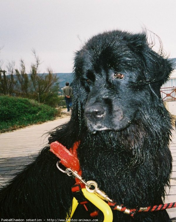 Photo de Chien de terre-neuve