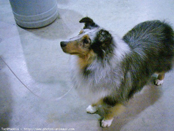 Photo de Chien de berger des shetland