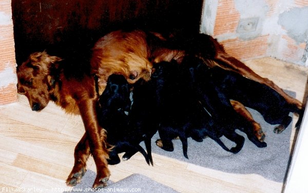 Photo de Setter irlandais rouge