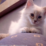 Photo de Ragdoll