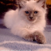 Photo de Ragdoll