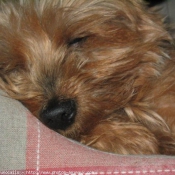 Photo de Yorkshire terrier