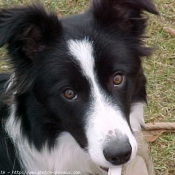 Photo de Border collie