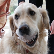 Photo de Golden retriever