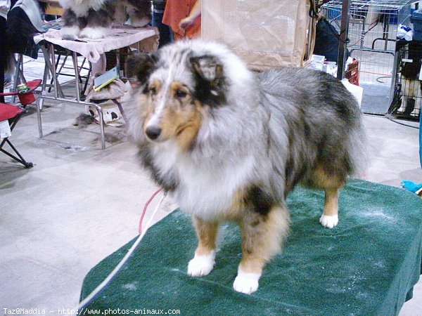 Photo de Chien de berger des shetland