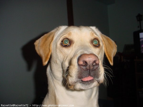 Photo de Labrador retriever