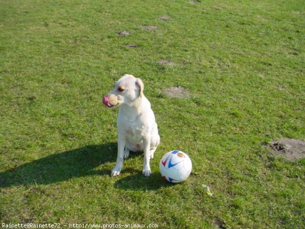 Photo de Labrador retriever