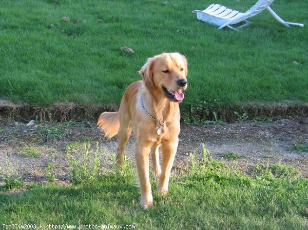 Photo de Golden retriever