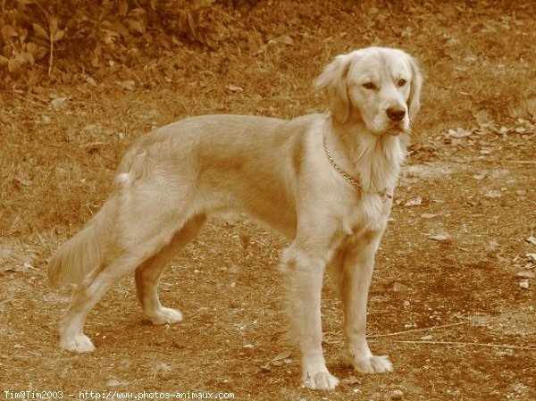 Photo de Golden retriever