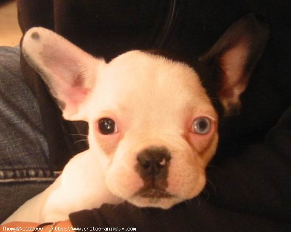 Photo de Bouledogue franais