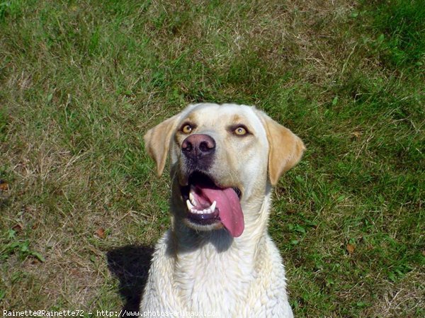 Photo de Labrador retriever