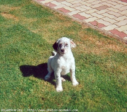 Photo de Setter anglais