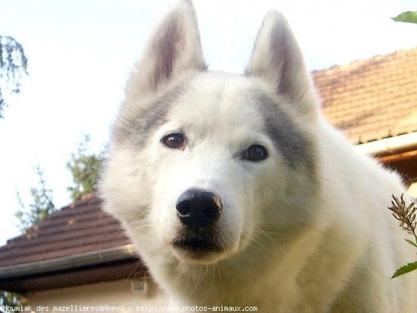 Photo de Husky siberien