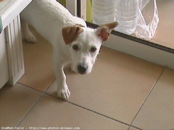 Photo de Jack russell terrier