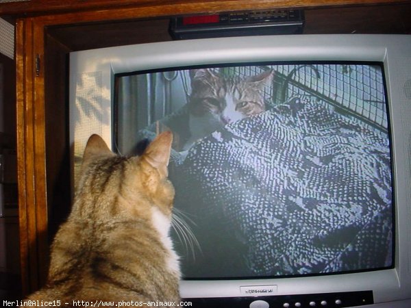 Photo de Chat domestique