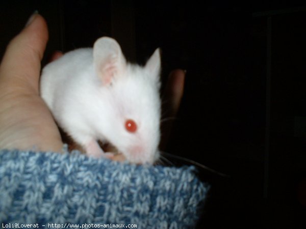 Photo de Hamster