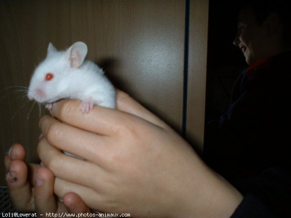 Photo de Hamster