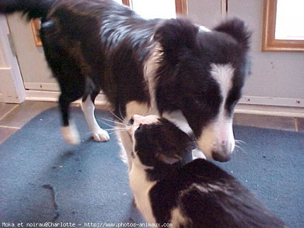 Photo de Border collie