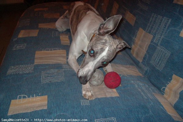 Photo de Whippet