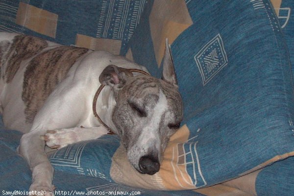 Photo de Whippet