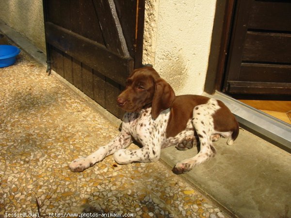 Photo de Braque allemand  poil court