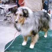 Photo de Chien de berger des shetland