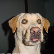 Photo de Labrador retriever