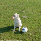 Photo de Labrador retriever