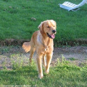 Photo de Golden retriever