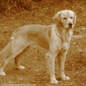 Photo de Golden retriever