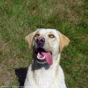 Photo de Labrador retriever