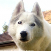 Photo de Husky siberien