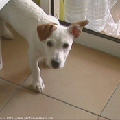 Photo de Jack russell terrier