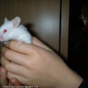 Photo de Hamster