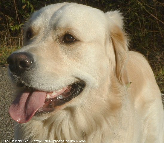 Photo de Golden retriever