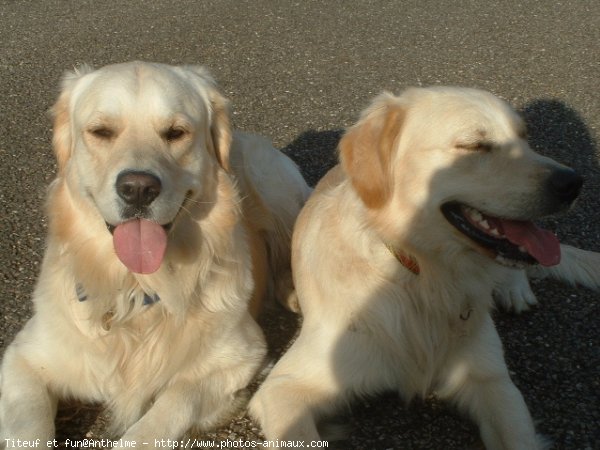 Photo de Golden retriever