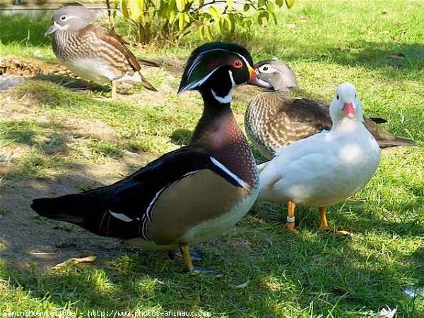 Photo de Canard