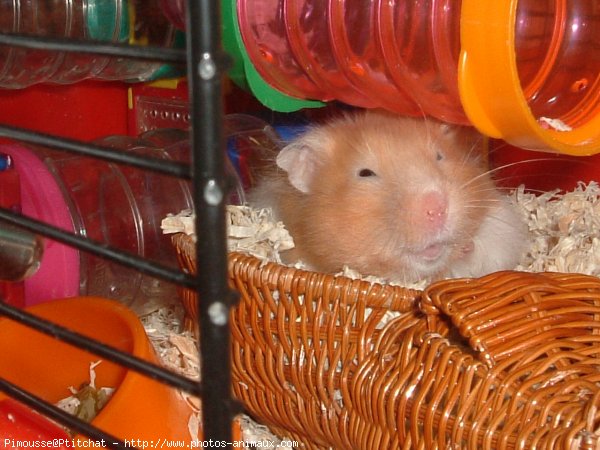 Photo de Hamster