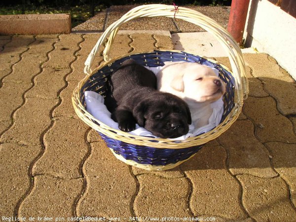 Photo de Labrador retriever