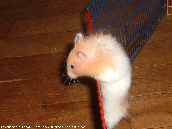 Photo de Hamster