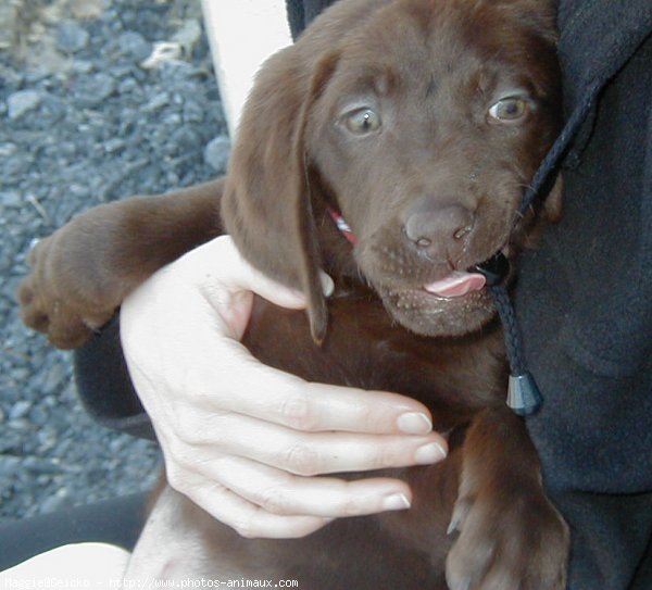 Photo de Labrador retriever