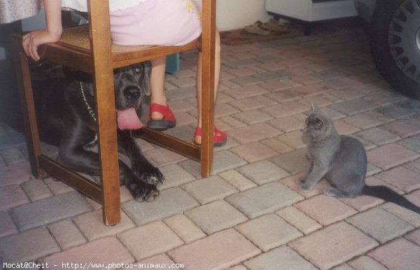 Photo de Chartreux