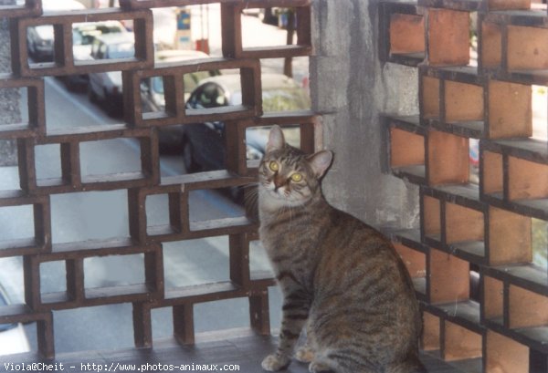 Photo de Chat domestique