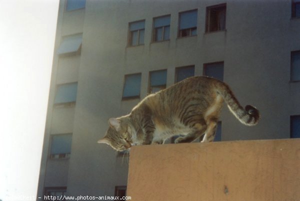 Photo de Chat domestique