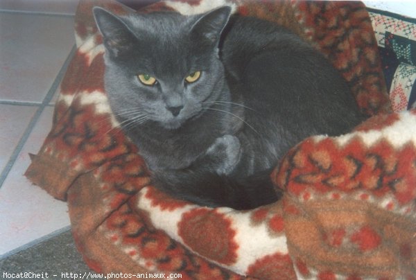 Photo de Chartreux