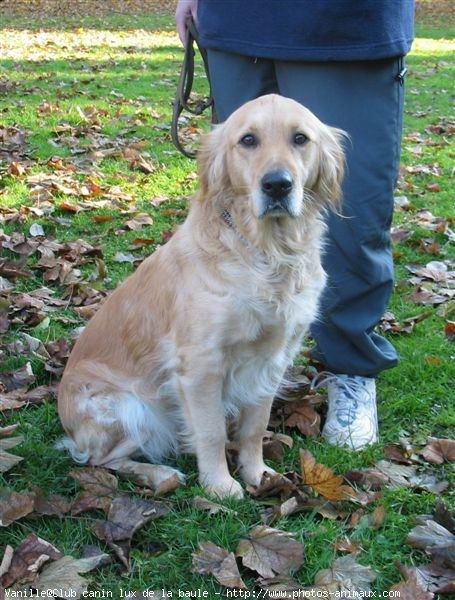 Photo de Golden retriever